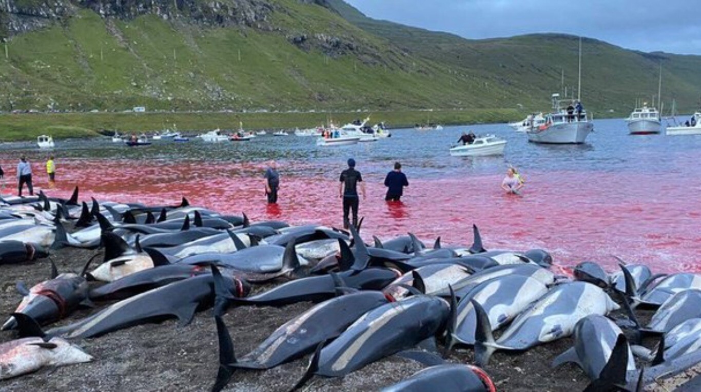 Los cadáveres de los delfines que fueron asesinados en el marco de la jornada de caza tradicional danesa (Foto: TW Sea Sheperd).