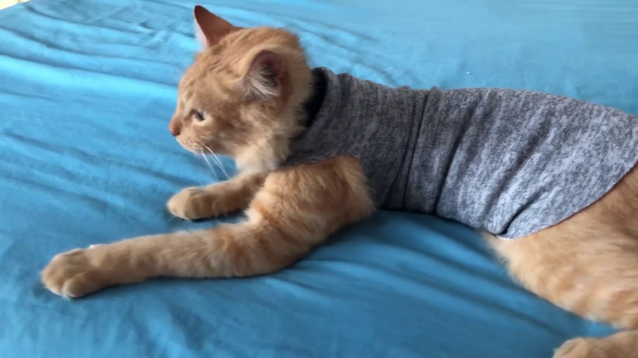 Cómo hacer ropa para gatos de una forma muy fácil TN