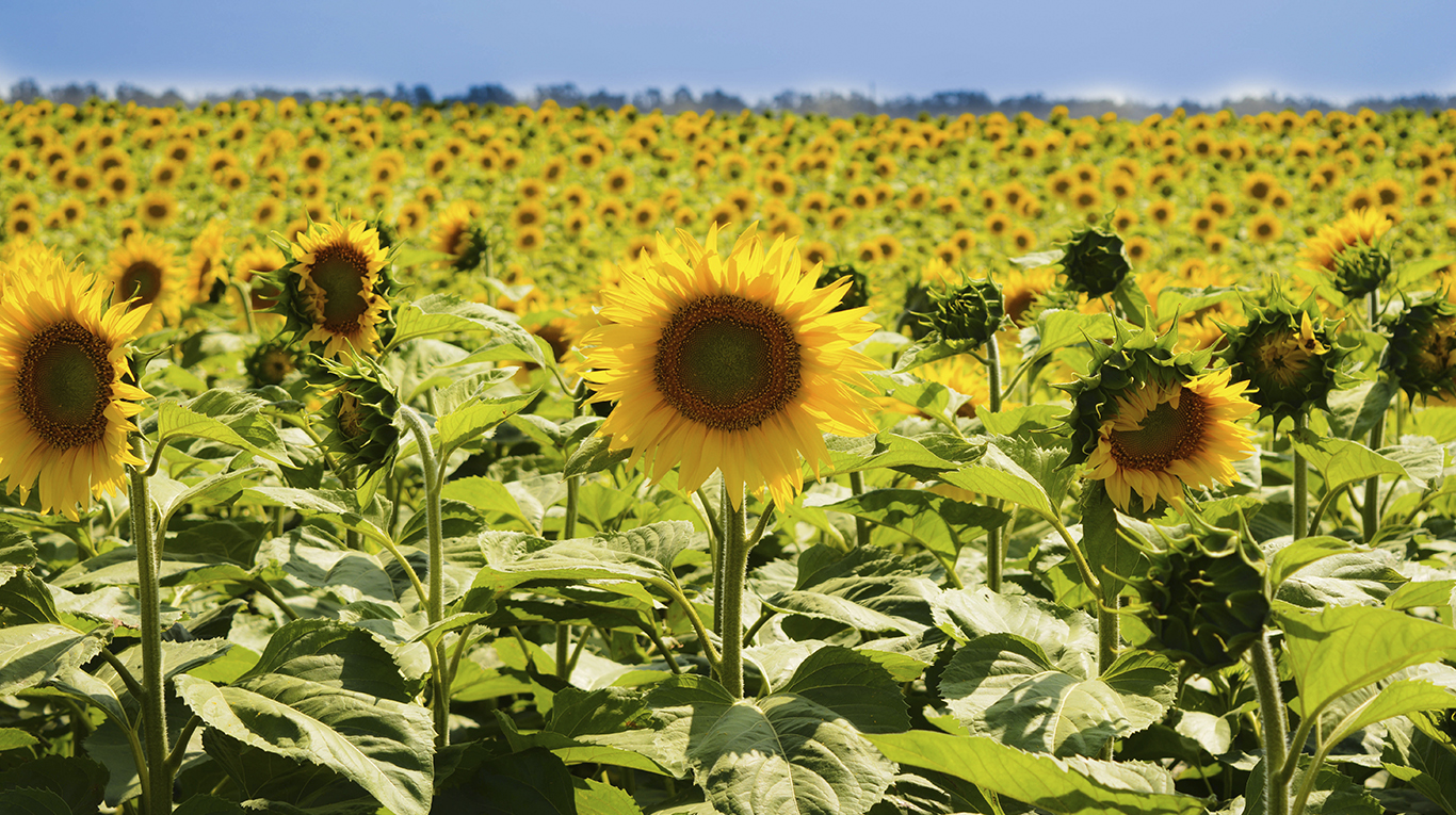 La cosecha de girasol finalizó con una producción de casi 4 millones de  toneladas | TN