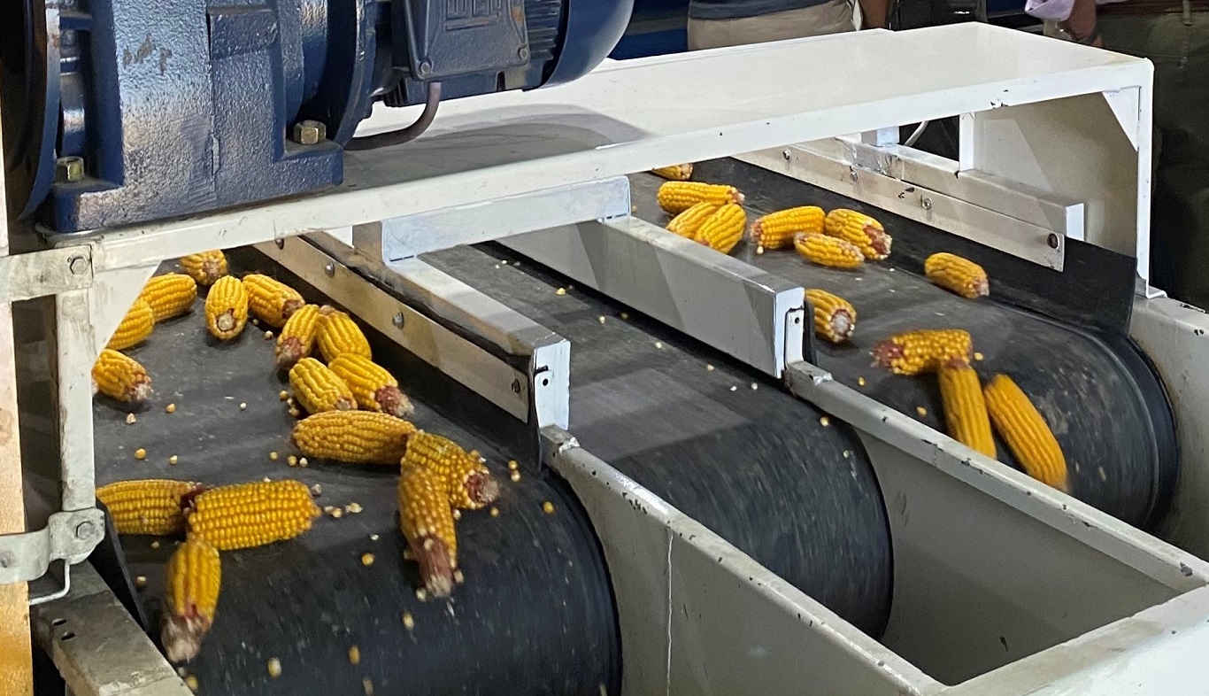 El maíz es protagonista en la producción de semillas en la Argentina.