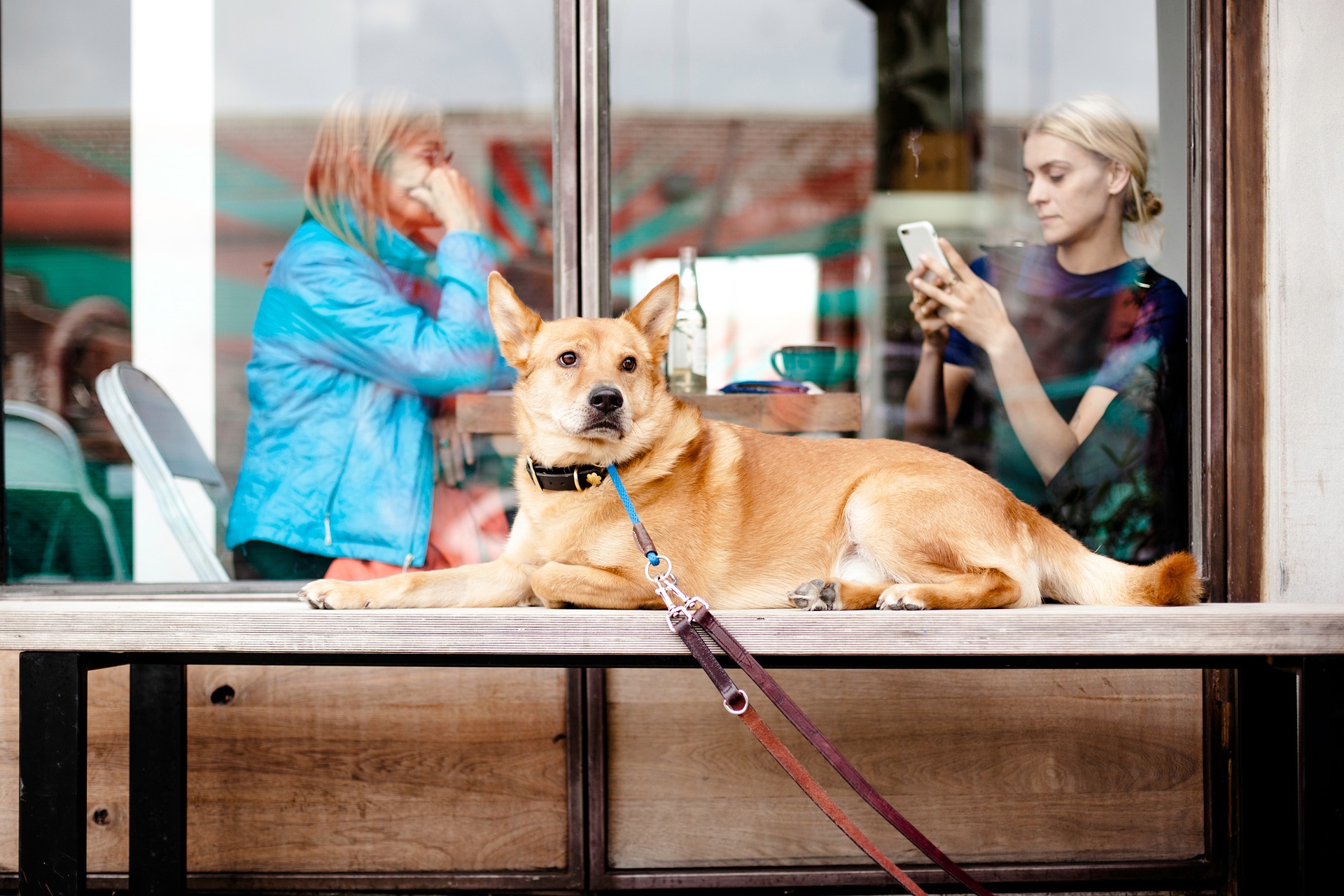 montreal es una ciudad que admite perros