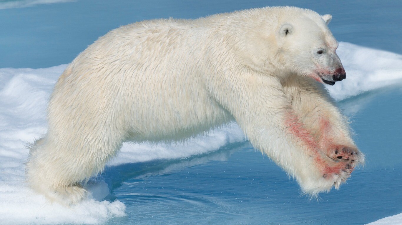 El feroz ataque de un oso polar a una turista francesa: la drástica medida  que tomaron con el animal | TN