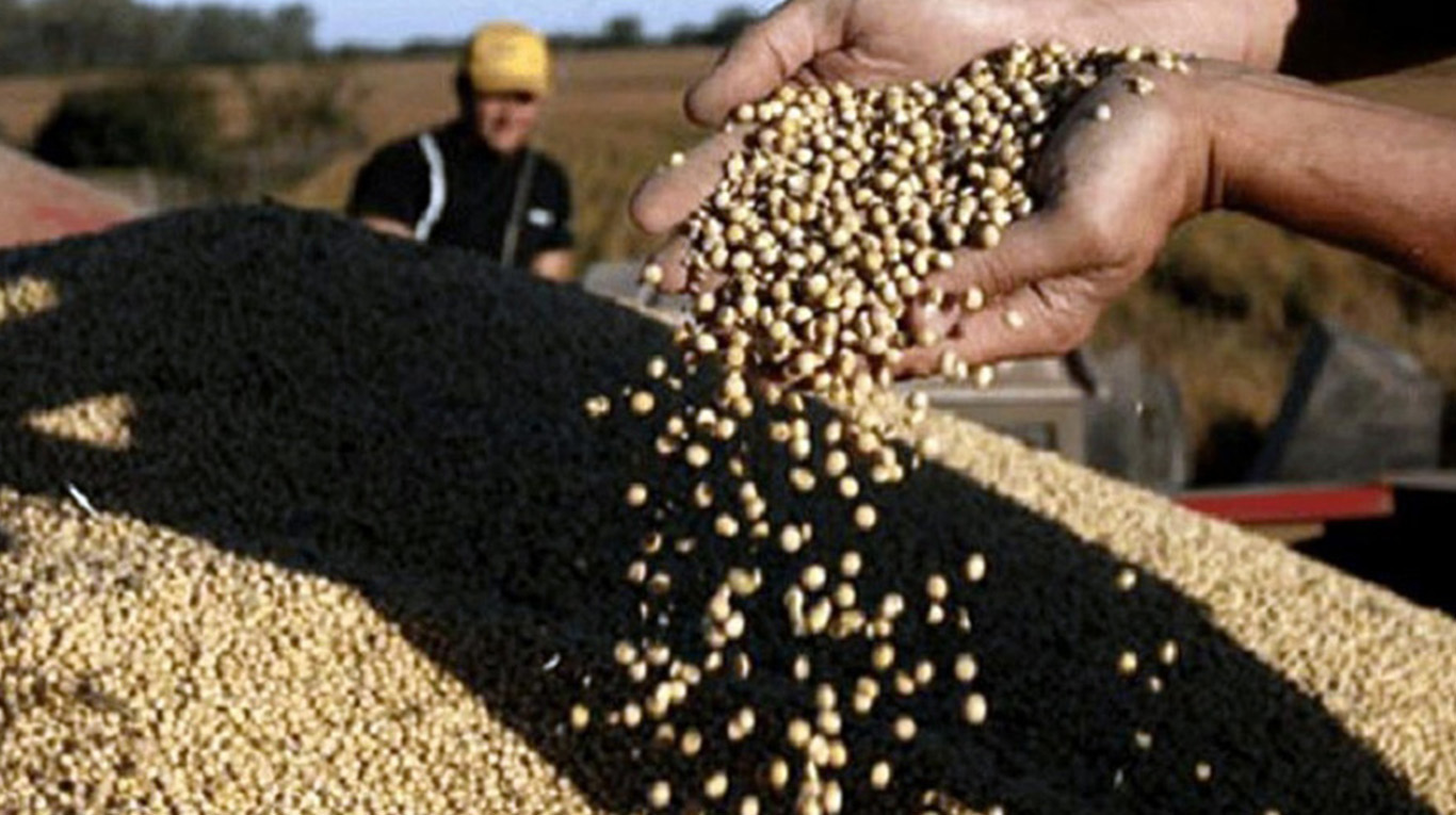 Tips sobre la calidad del grano de soja – La Semana Entre Dos Ríos