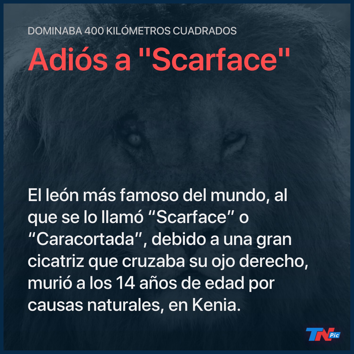 Murió “Scarface”, el león más famoso del África | TN