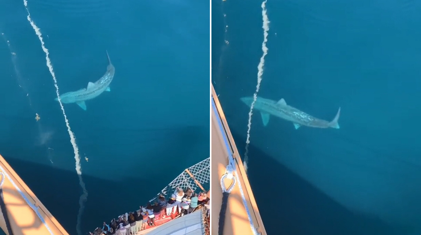 Un grupo de turistas filmó un tiburón desde un barco y el video se hizo viral en TikTok. (Foto: Captura TikTok @.alex.albrecht).