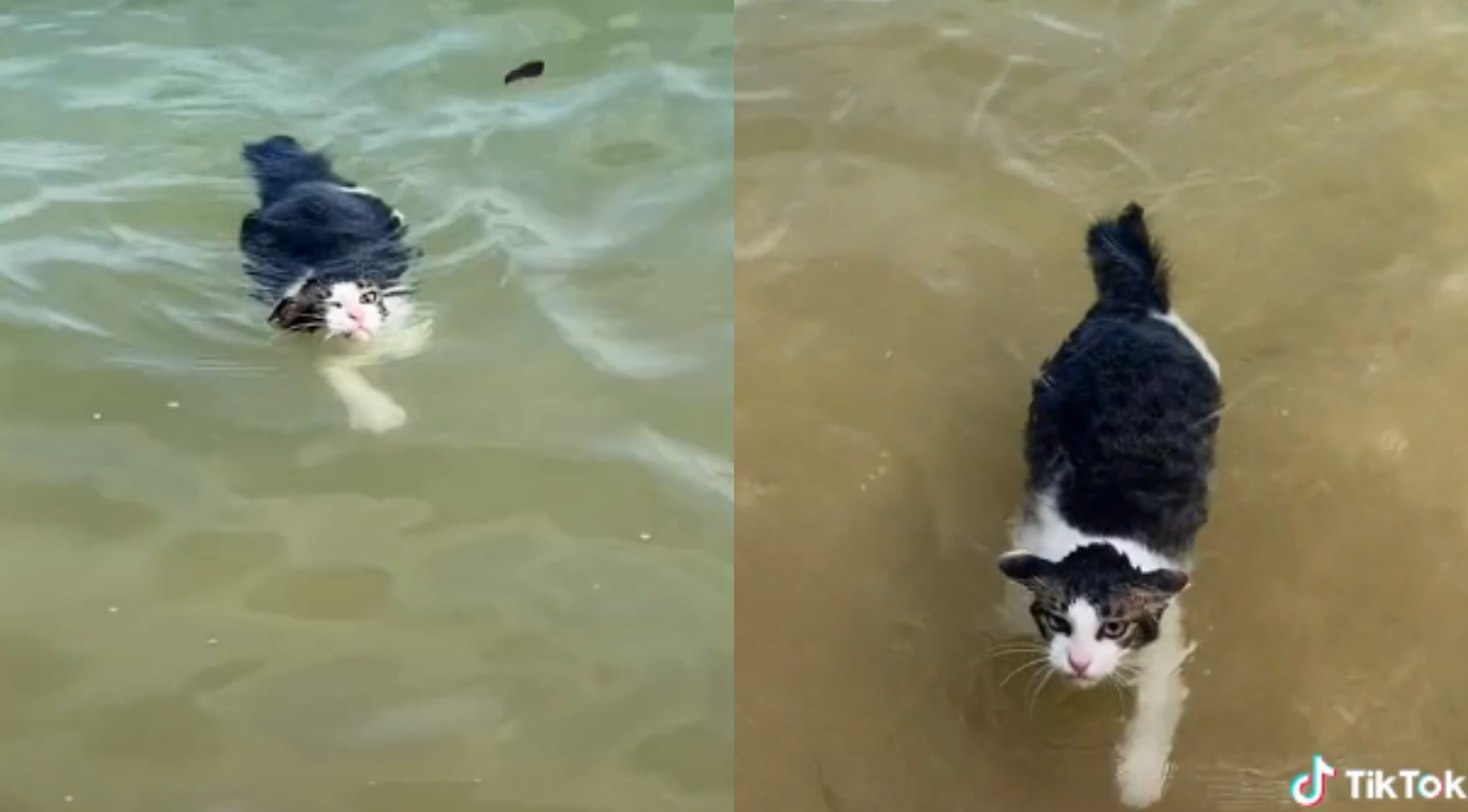 Video de gato se vuelve viral por su destreza para nadar. Captura de video de TikTok @alyaaamran.