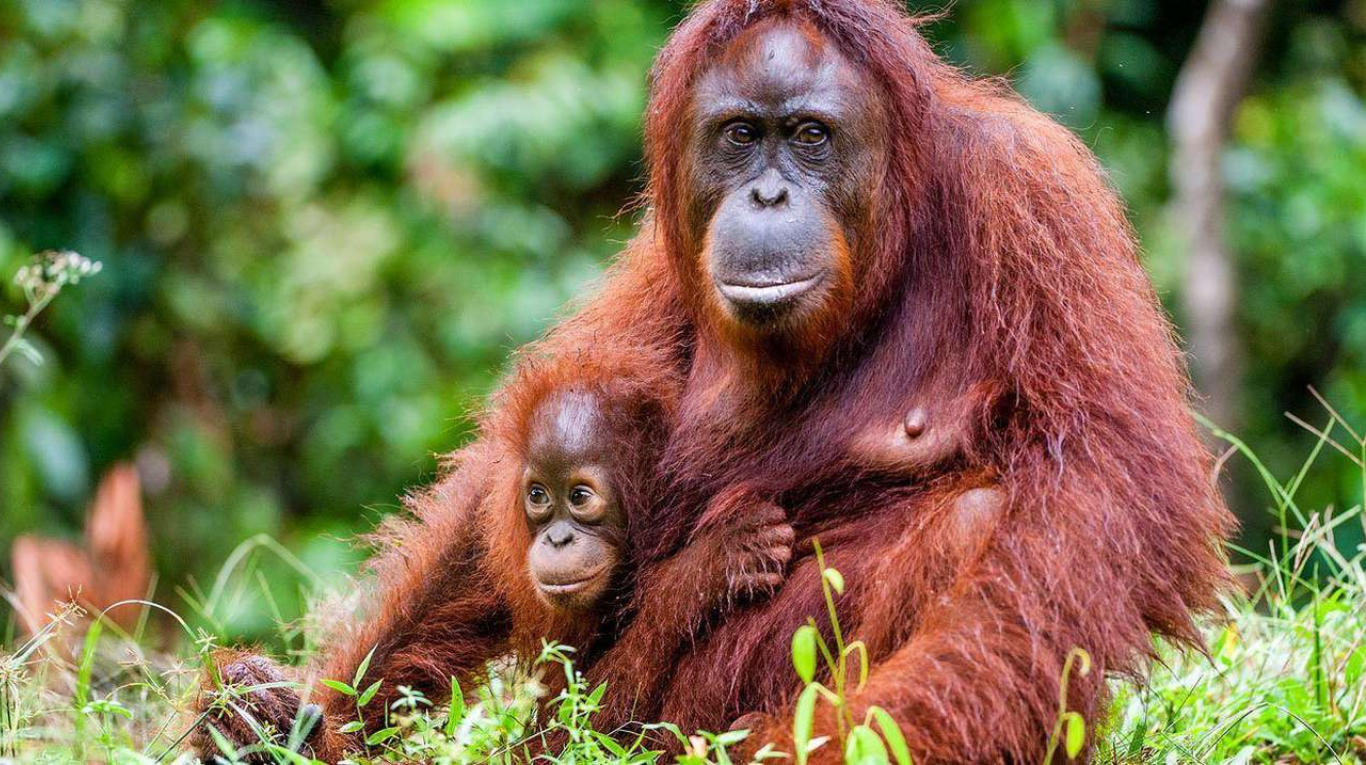 El pequeño orangután de 4 meses subió a la espalda de su madre y, a través del vidrio, beso la panza de la mujer embarazada (Foto: Wild For Life (Imagen ilustrativa).