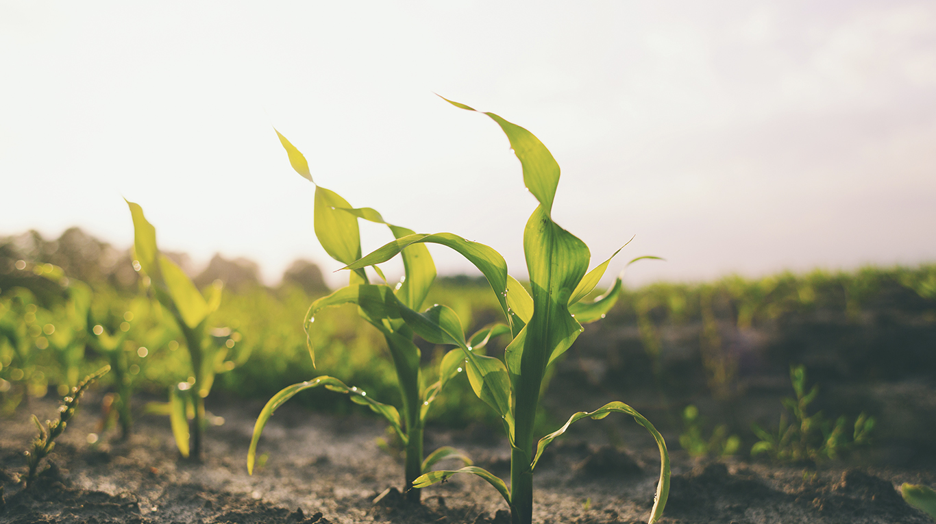 Recomiendan evitar las fallas y las duplicaciones en la descarga de las semillas durante la siembra de maíz. Foto: Adobe Stock.