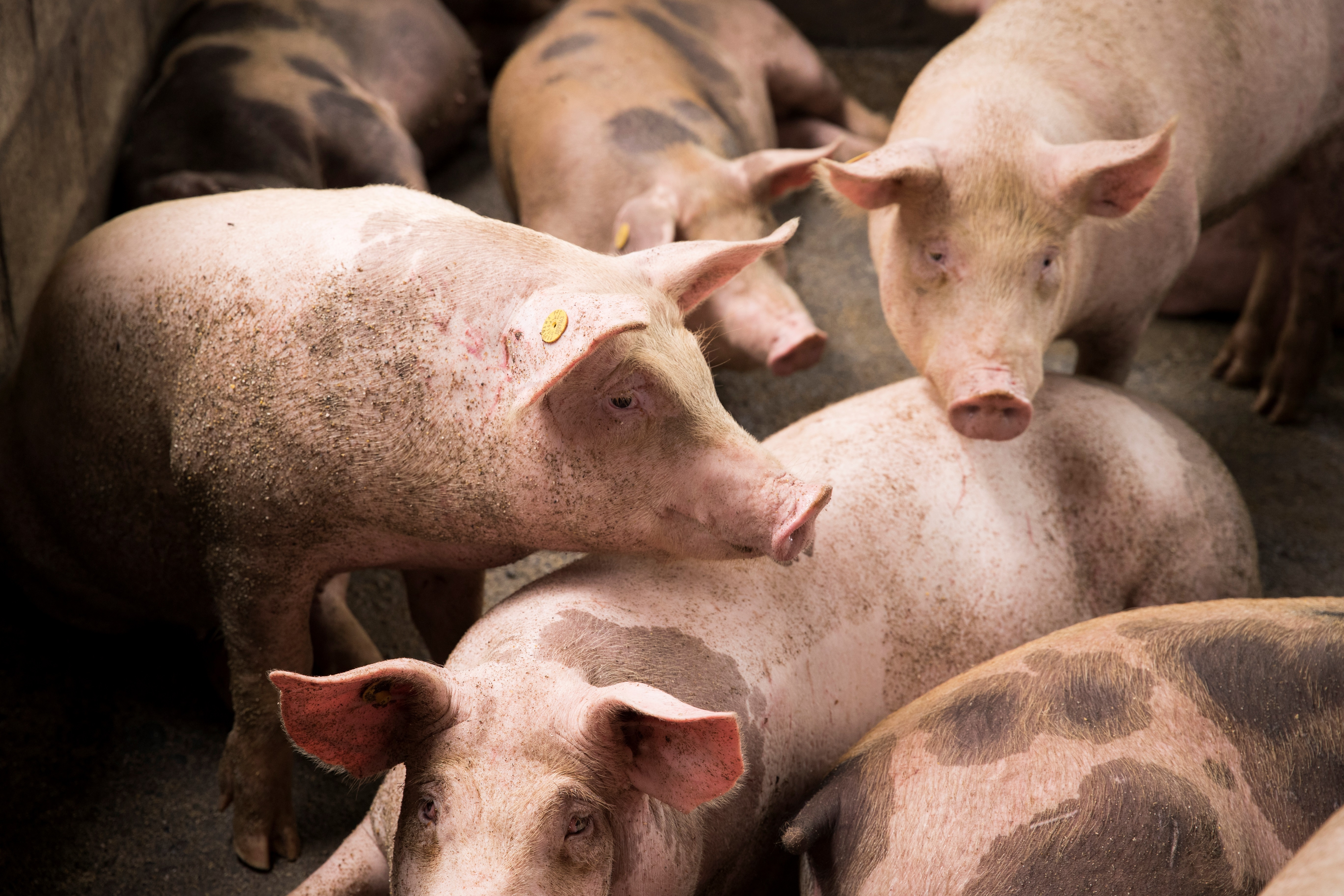 Al analizar los primeros ocho meses del año, el “promedio del valor máximo” del cerdo en pie fue un 19,2% superior al mismo período del 2020. Foto: Adobe Stock. EFE/ Orlando Barría