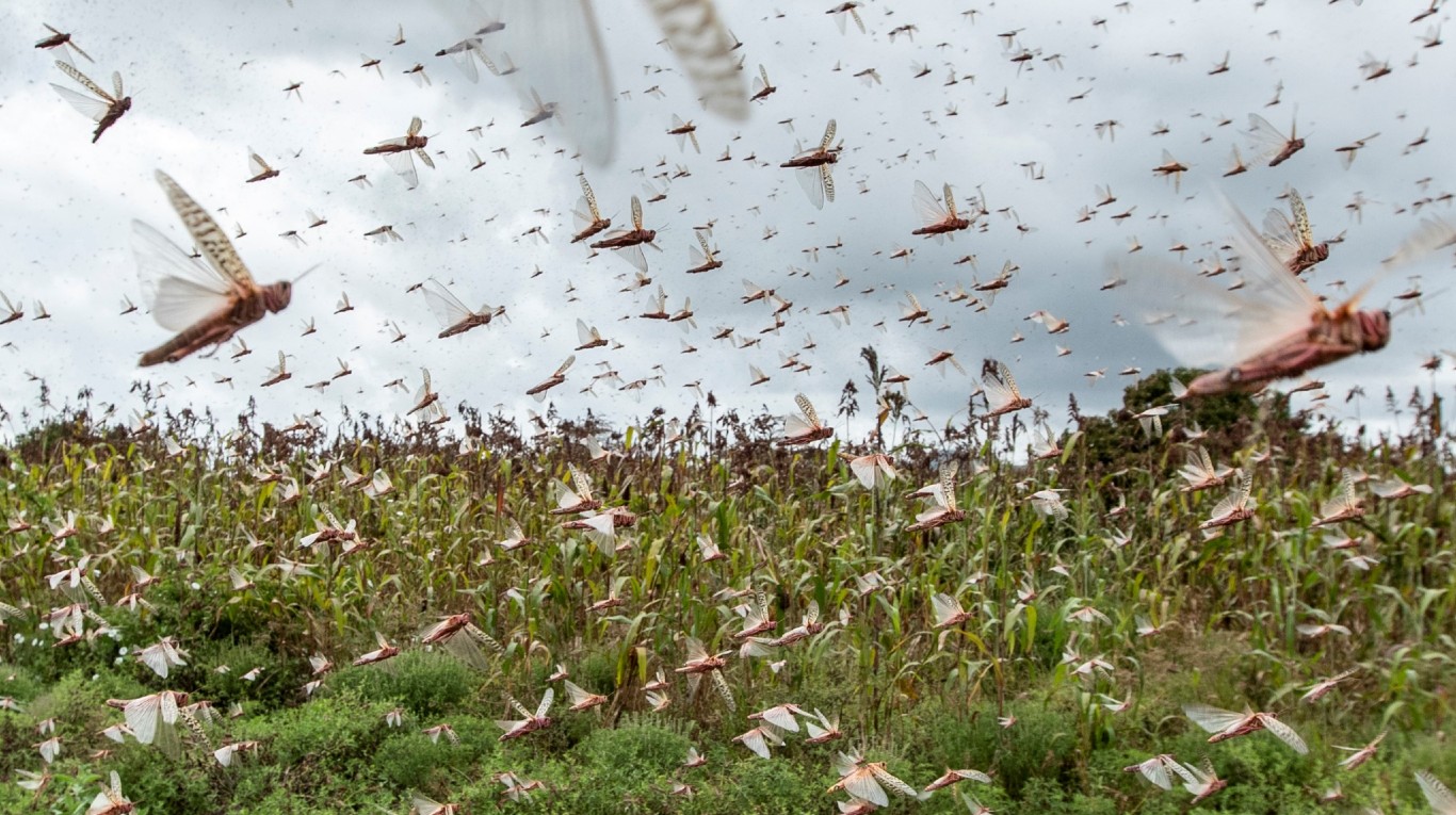Las langostas del desierto se consideran la especie migratoria más destructiva del mundo. (Foto: AP)