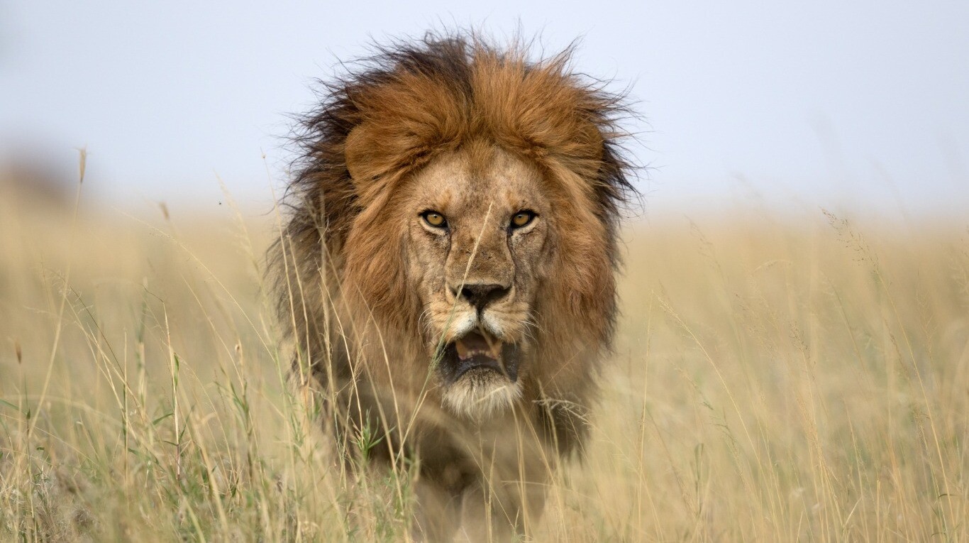Un león en una reserva natural de Tanzania. (Foto: Adobe Stock).