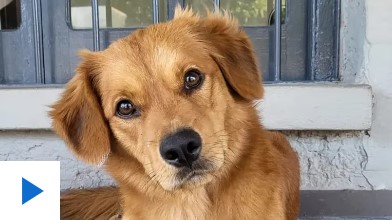 La historia de Turrón, el tierno “perroviario” de Trenes Argentinos, que conquistó a todos en TikTok