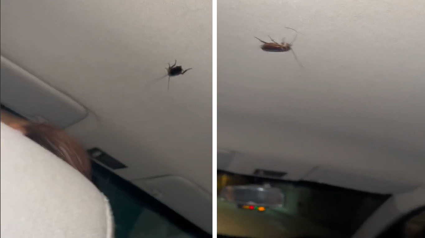 El peor viaje de tu vida: la reacción de un grupo de amigos cuando una cucaracha apareció en el auto