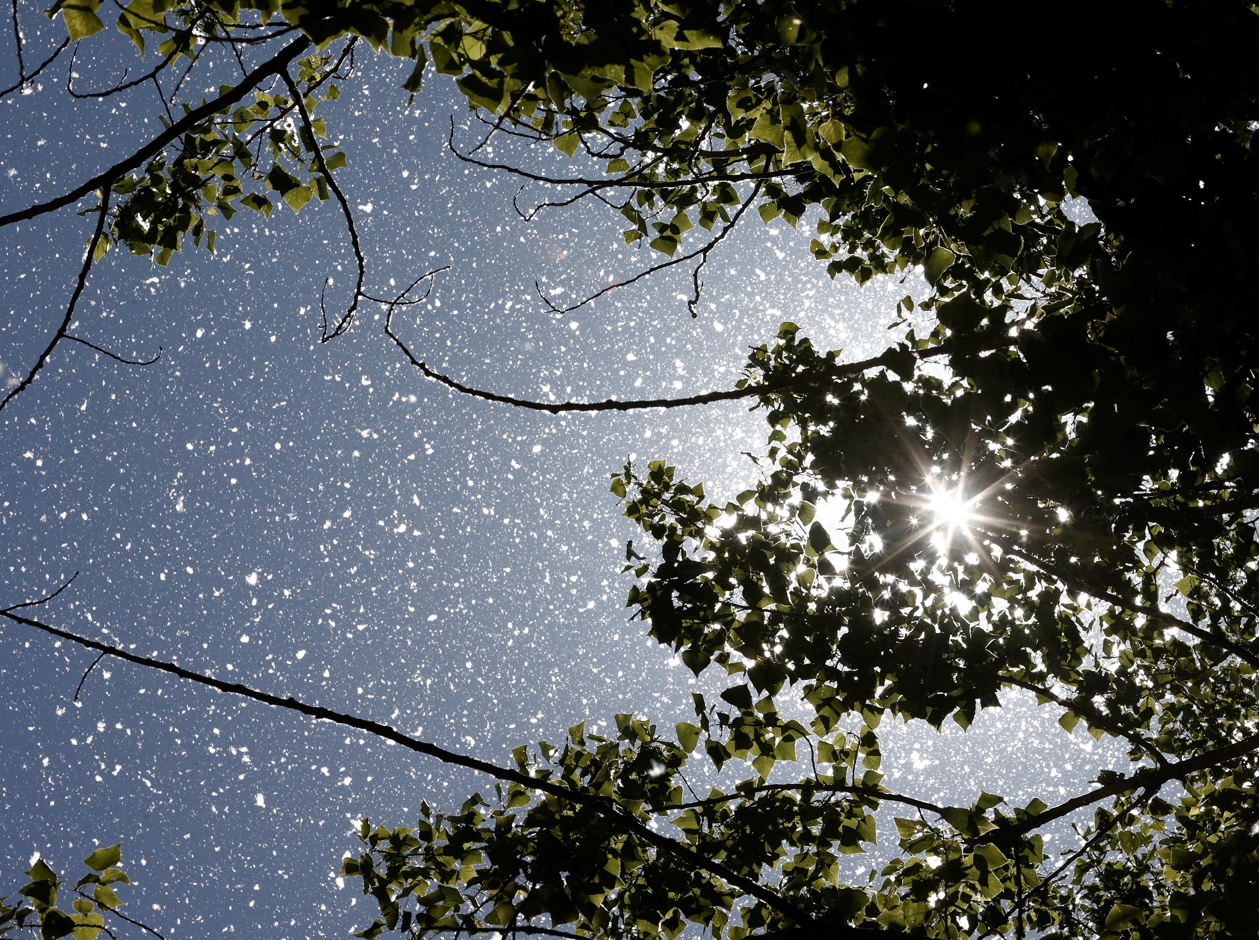 ¿Es  alergia al polen o covid?: la gran duda de esta primavera. EFE/Jesús Diges