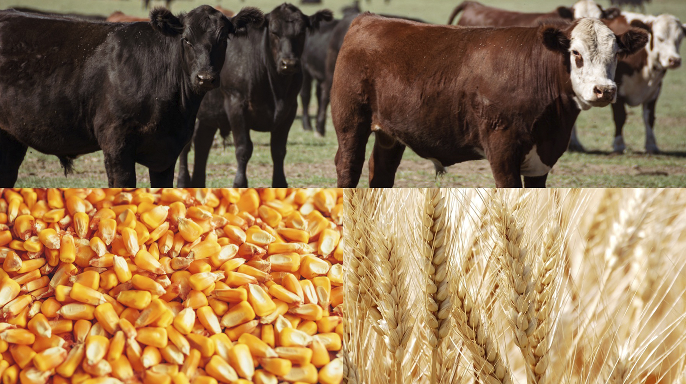El Gobierno denominó al trigo, al maíz y a la carne como "bienes culturales" y despertó críticas tanto en el sector agropecuario como en destacados analistas de la realidad política-económica. Foto: Adobe Stock.