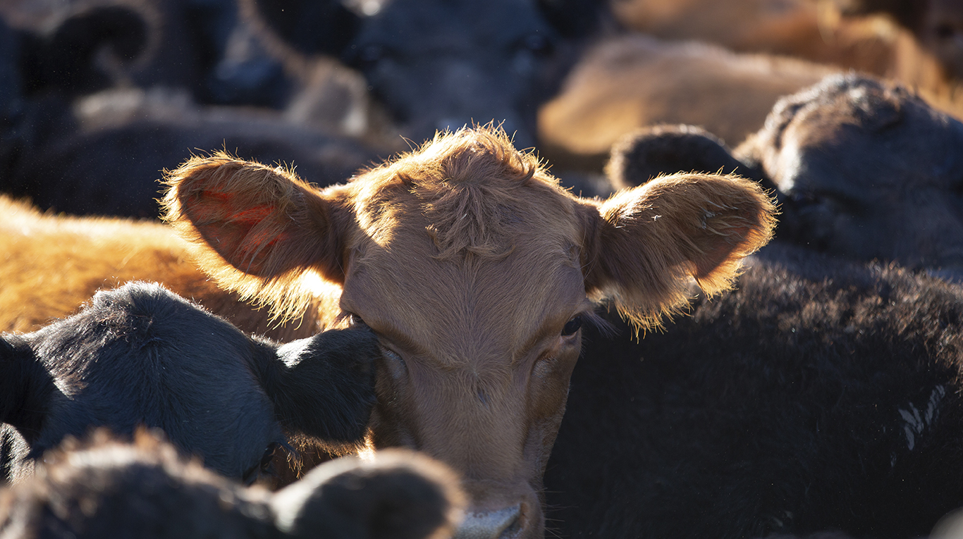Los productores ganaderos afrontaron el monto en dólares más grande con 411 millones, casi un 38% del total. Foto: Adobe Stock.
