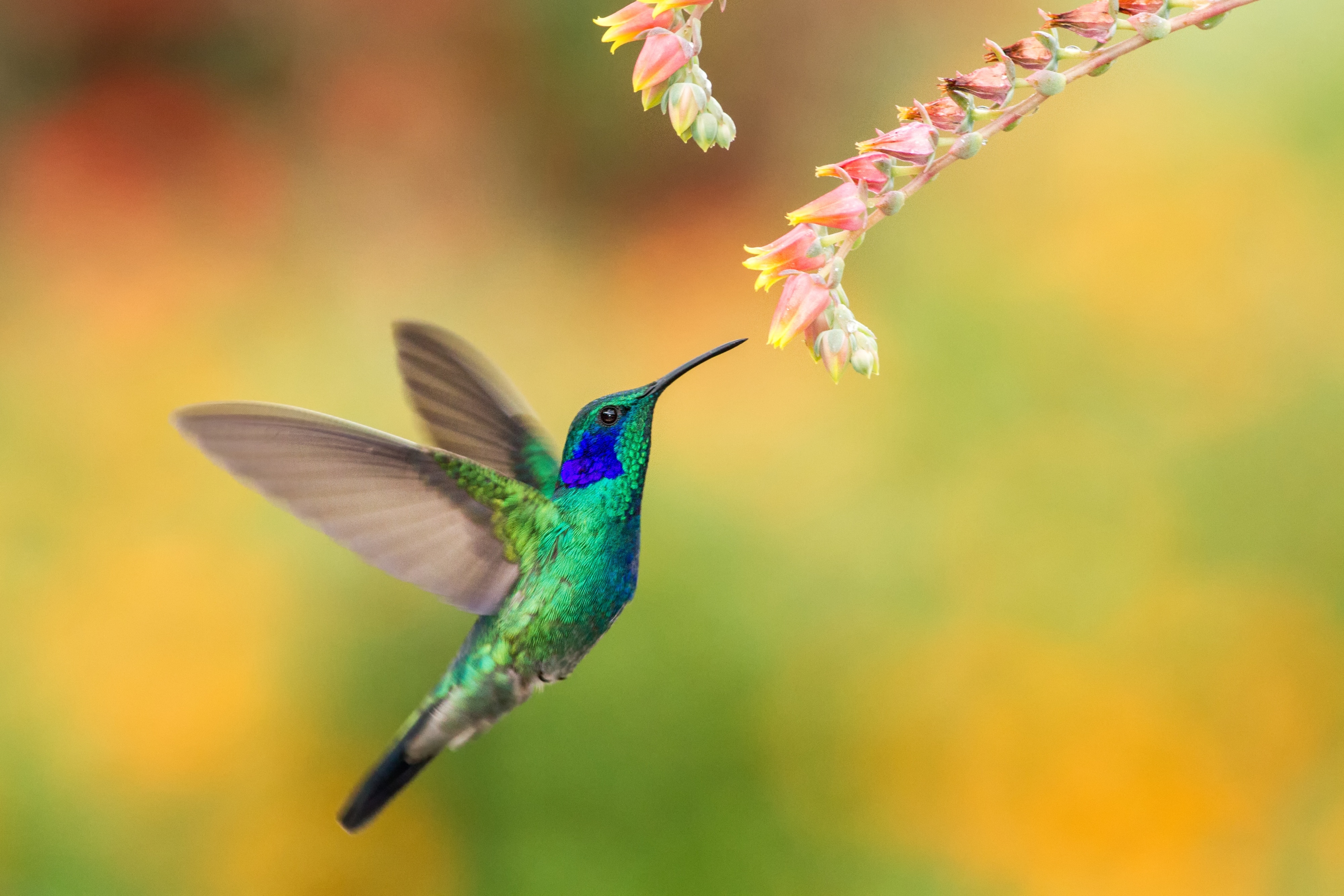 Cómo atraer colibríes a tu jardín | TN