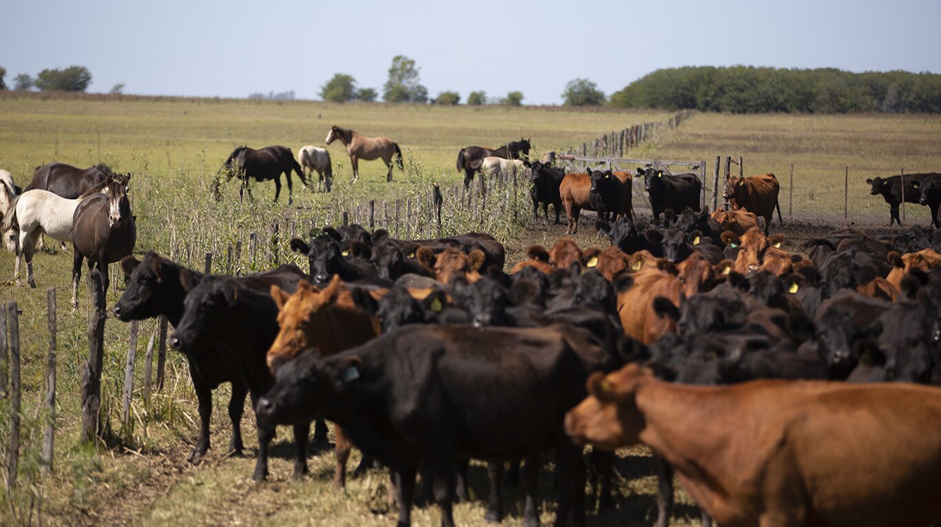Ariel Angeli, líder de Investigación y Desarrollo de CREA, señaló que uno de los objetivos es lograr un incremento de la producción de kilos de carne con el mismo stock ganadero (Foto: CREA)..