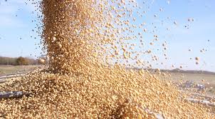 Las exportaciones de granos y subproductos representan la principal fuente de dólares para la economía argentina. De los US$ 35.339 millones exportados en el primer semestre de este año, la agroindustria sumó US$24.933 millones.