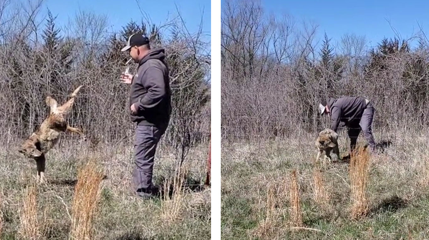 Video: el dramático rescate de un coyote que quedó atrapado en una cerca de alambre de púas