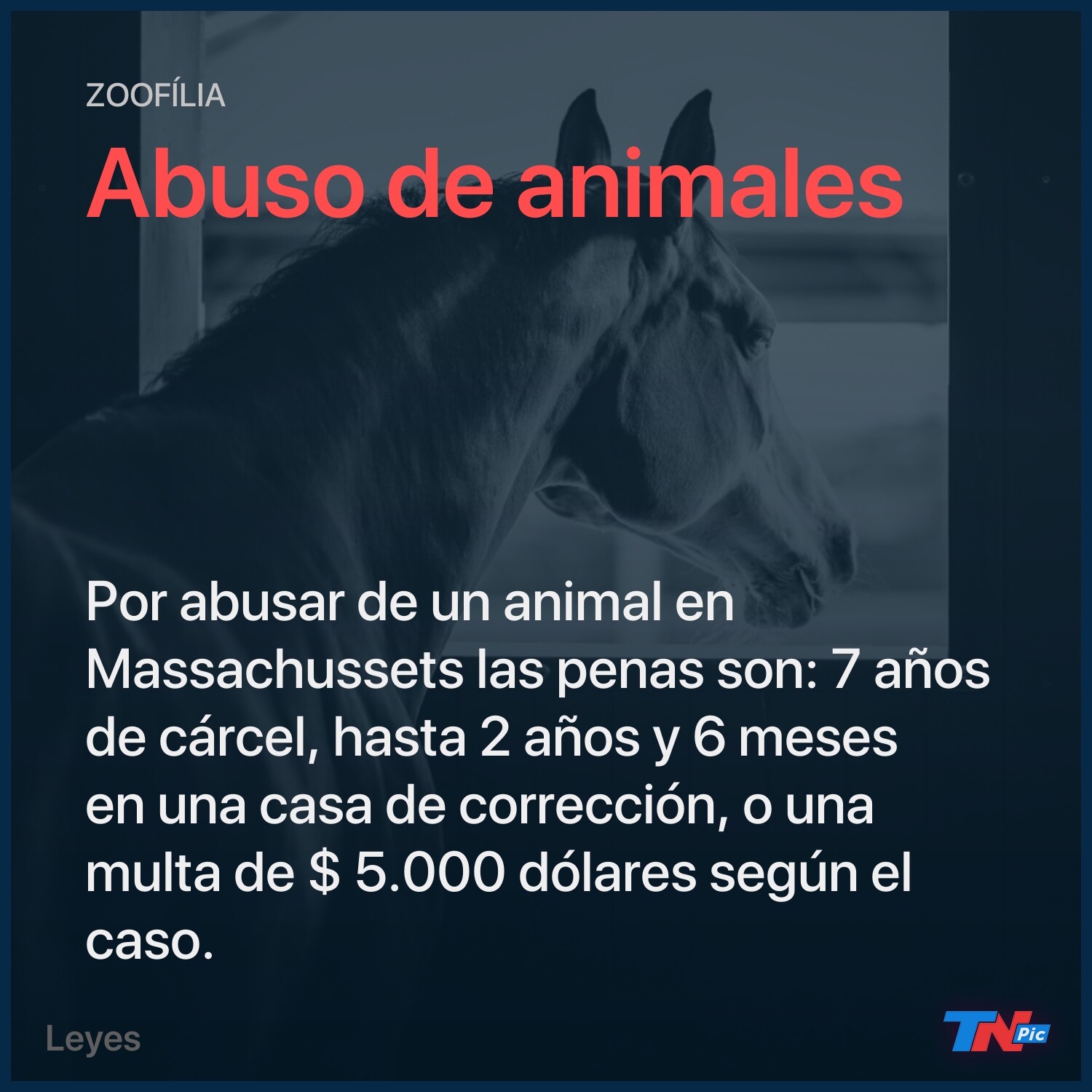 Un depredador zoofílico”: la policía busca a un hombre acusado de abusar a  un caballo | TN