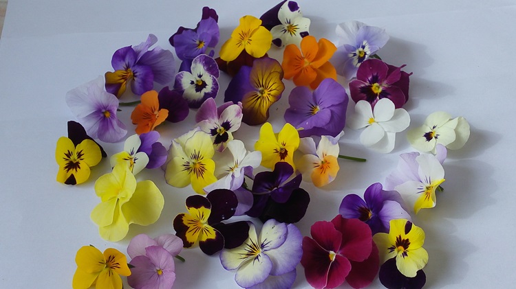 Primavera en Cucinare: 27 flores comestibles que podés usar para cocinar en  tu casa | eltrece