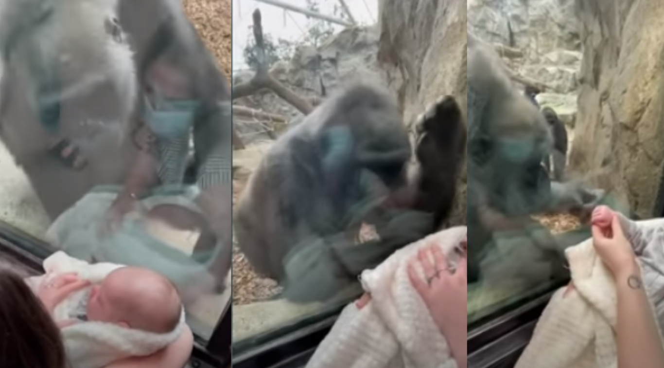 La gorila Kiki del Franklin Park Zoo de Boston conoció a un bebé recién nacido. Fuente: captura de YouTube 
Michael Austin.