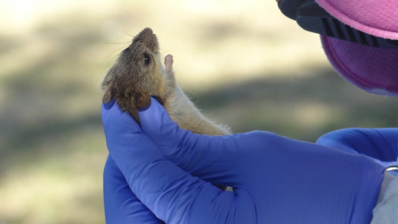 Los síntomas del Hantavirus y lo que tenés que saber para evitar el contagio