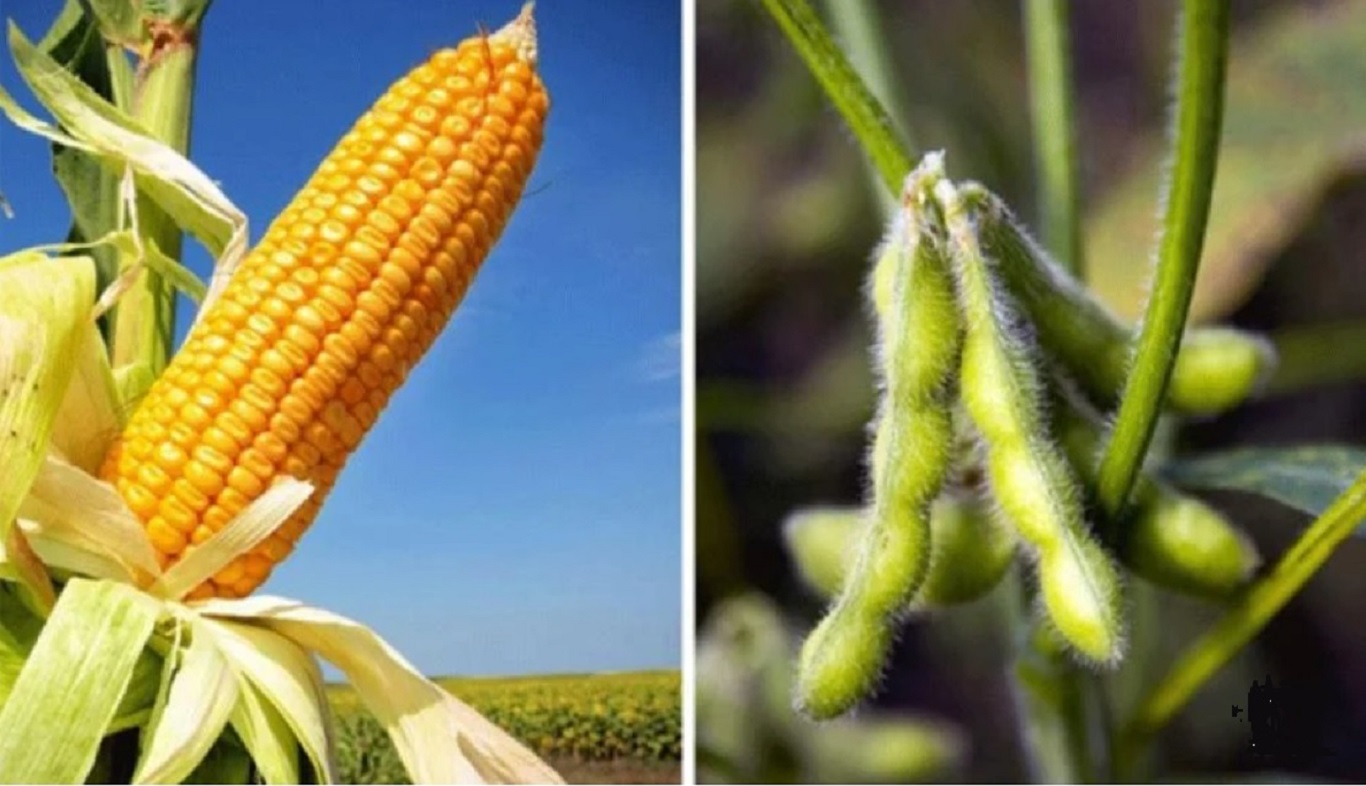 Los pronósticos climáticos de la oficina estadounidense NOAA, advertidos por la Bolsa de Rosario, generan incertidumbre entre los productores agropecuarios sobre los rendimientos agronómicos de la próxima campaña de maíz y soja.