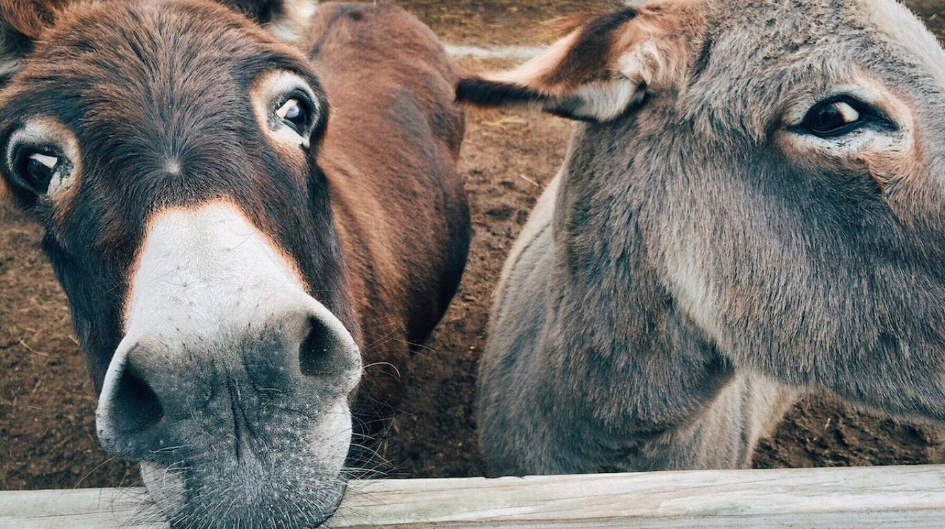 Miles de penes de burro fueron incautados en Nigeria, que iban de  contrabando a Hong Kong | TN