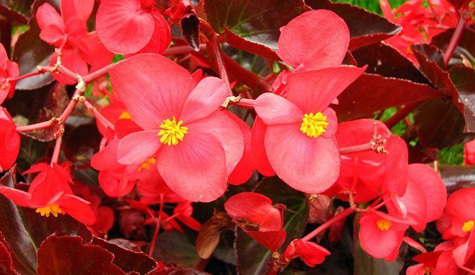 Primavera en Cucinare: 27 flores comestibles que podés usar para cocinar en  tu casa | eltrece