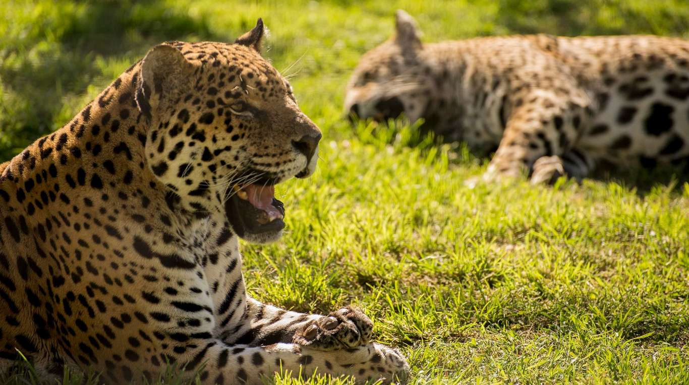 Los 10 animales argentinos en peligro de extinci n TN