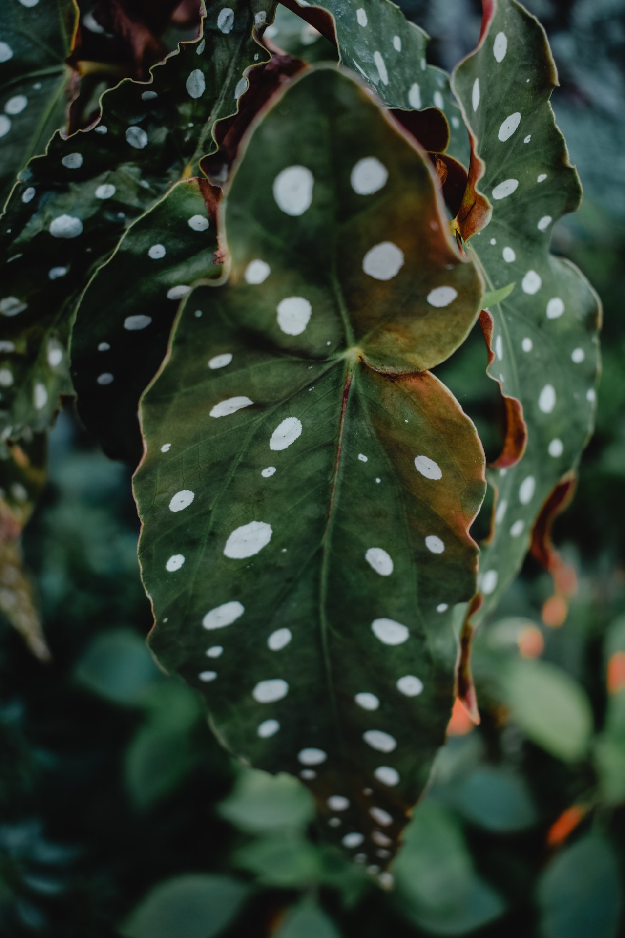 Cómo cuidar la begonia maculata, una de las plantas más lindas para  interior | TN