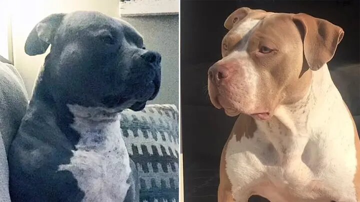 Los perros de la familia Bennard, Cheech y Mia, que fueron sacrificados después de matar a Hollace, de 5 meses, y a su hermana mayor, Lilly, de 2.  (Foto: Captura Facebook)