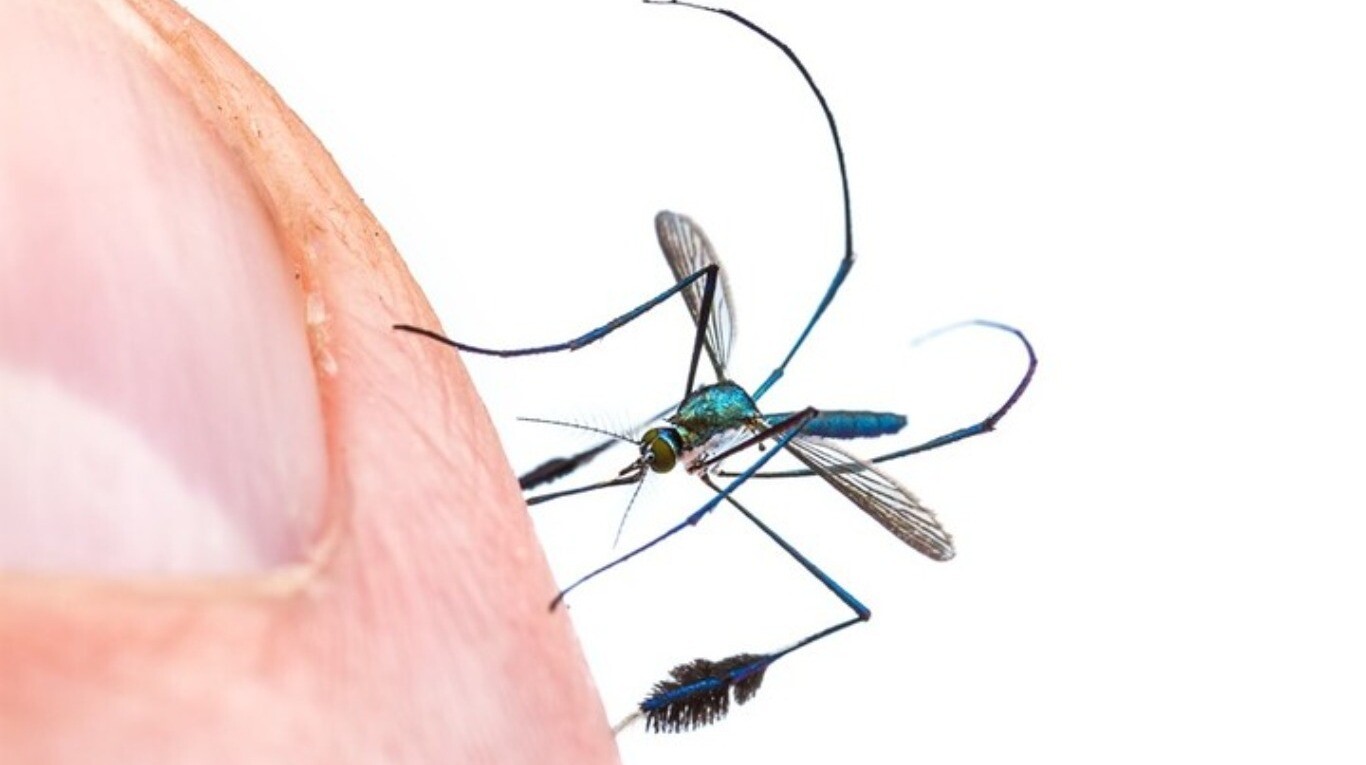 La foto que retrató de un mosquito Sabethes que llegó al concurso de fotografía Wildlife Photographer of the Year (Foto: Ig gilwizen).