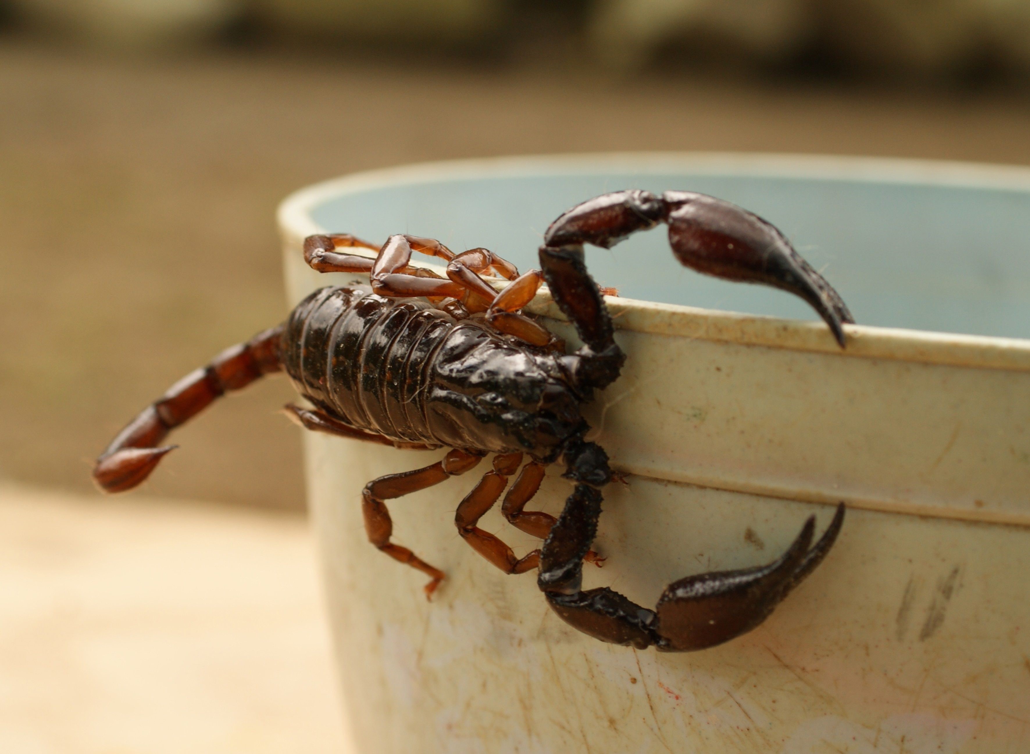 Cómo evitar la presencia de alacranes en las casas | TN