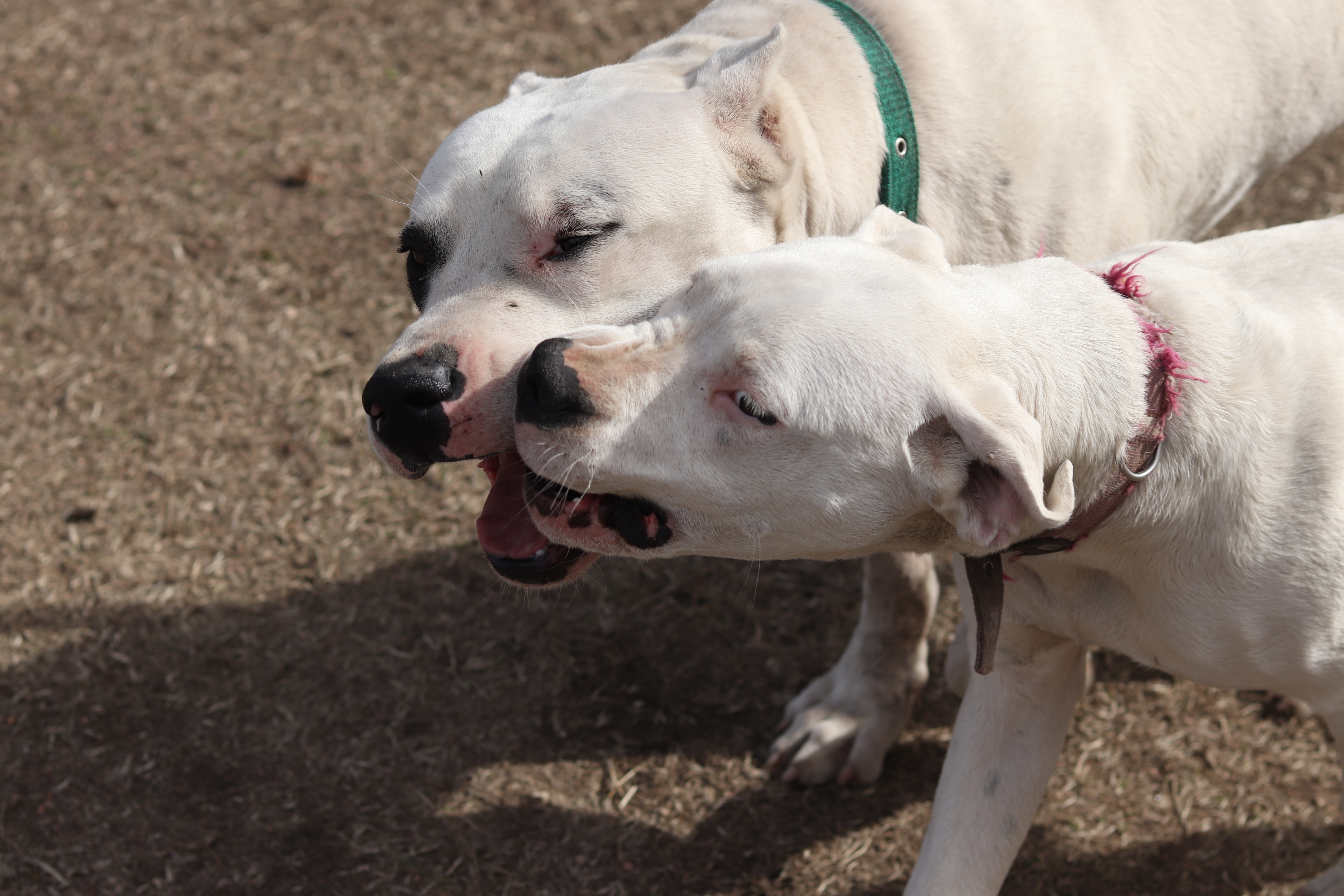 Dogo argentino  Dos perros dogos argentinos atacan a su dueño en