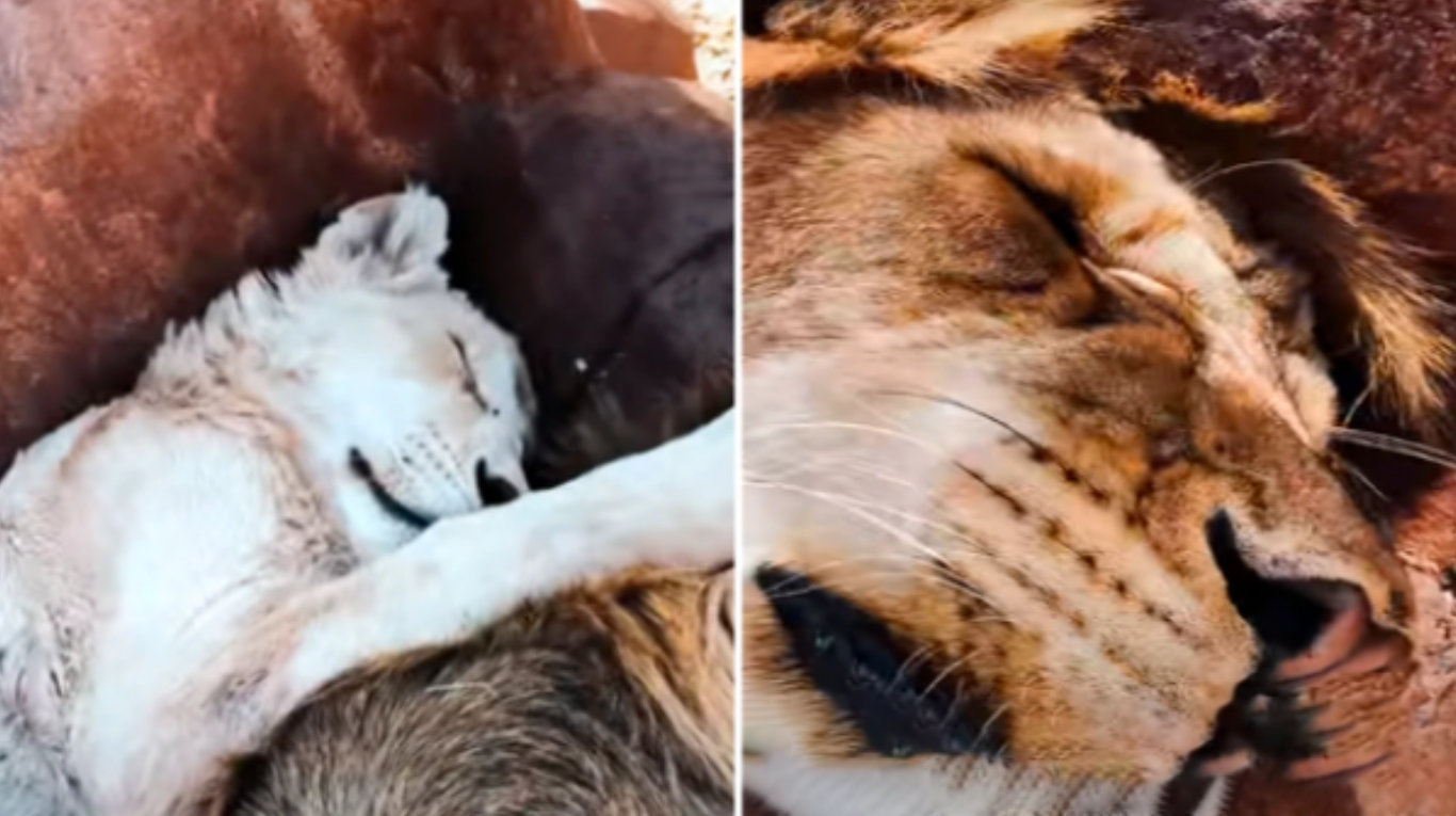 Sudáfrica: un hombre entró a la jaula de los leones cuando dormían para  poder grabar un peligroso video | TN