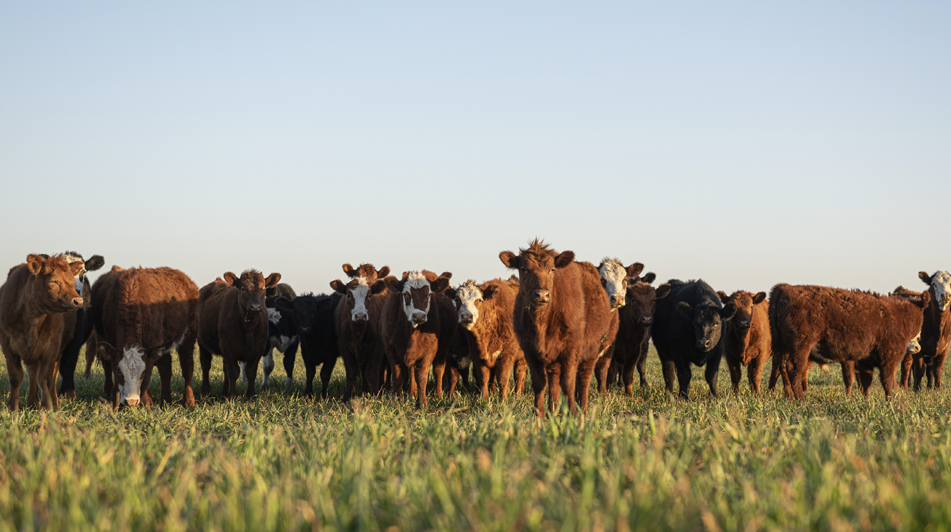 Según la ONU, las más de mil millones de cabezas de ganado del planeta generan alrededor del 32% del gas que normalmente eructan. Foto: Adobe Stock.