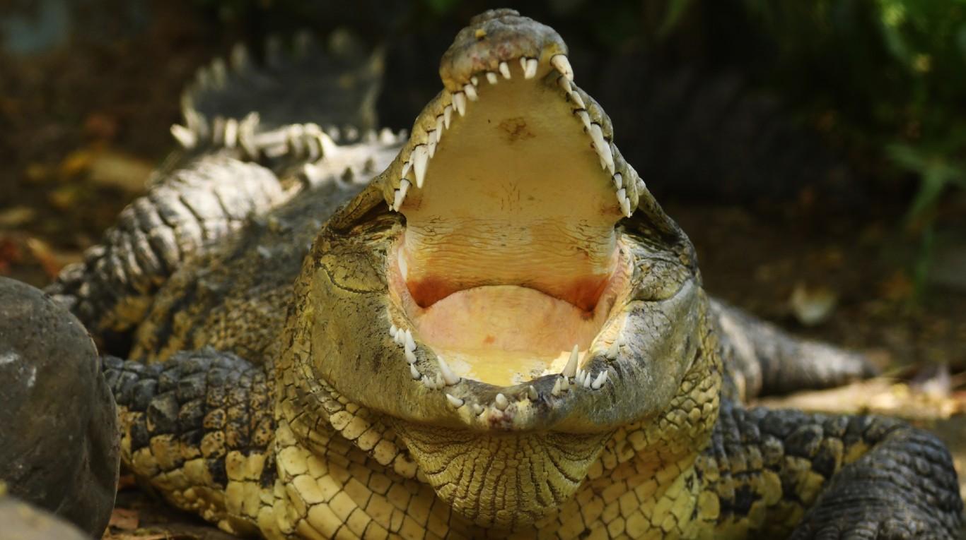 La imagen de archivo de un cocodrilo de grandes dimensiones. (Foto: AFP/Marvin Recinos)