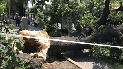 Árbol terminó con la vida de una señora mayor