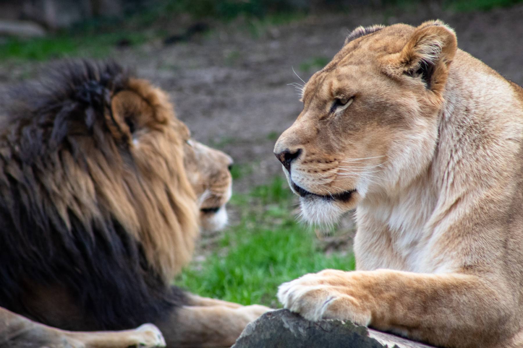 Puro amor: una perra cría a dos bebés leones que sufrieron ataques de su  mamá | TN