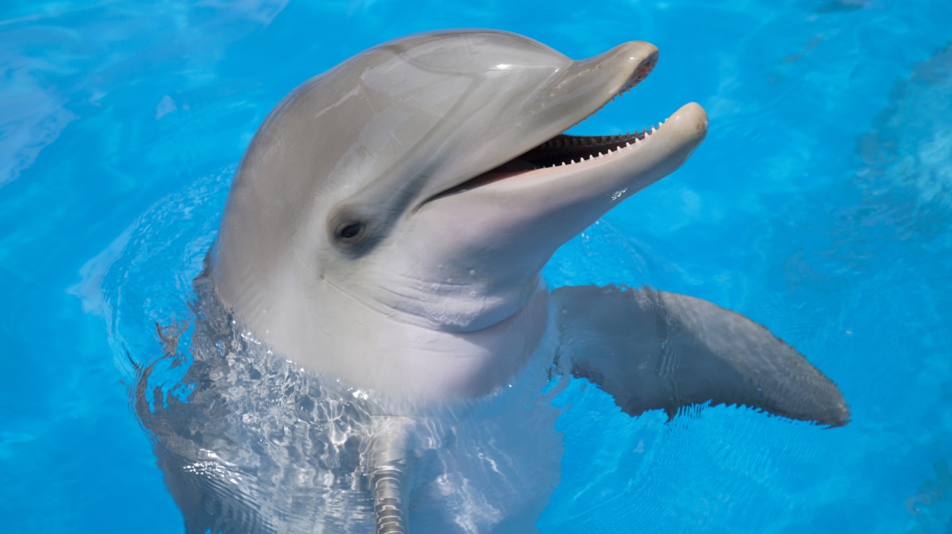 Un delfín ataca a un niño de seis años al confundir su mano con comida