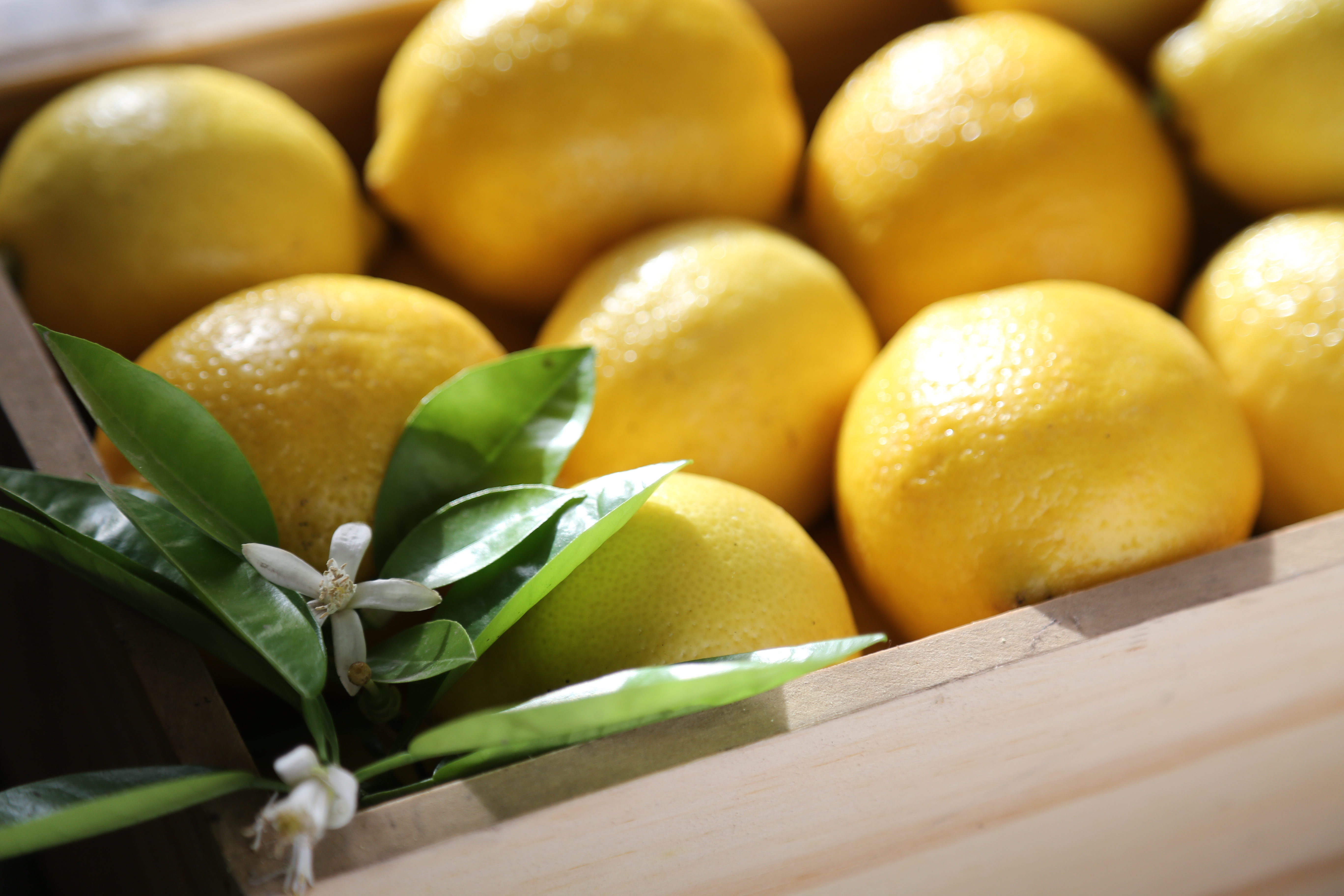 El limón es uno de los productos en los que Argentina lidera el comercio internacional. Foto: Citrícola San Miguel.
