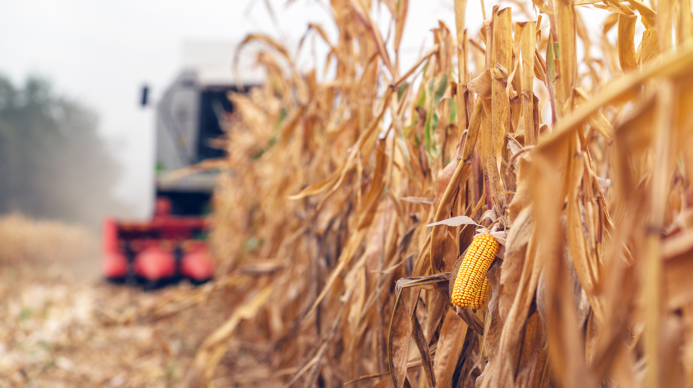 Esta campaña se podría llegar a un récord de producción de maíz con destino comercial de 55 millones de toneladas, a lo que se sumaría otra cantidad para consumo propio, que llevaría el volumen total a una cifra superior a los 60 millones de toneladas. Foto: Adobe Stock.