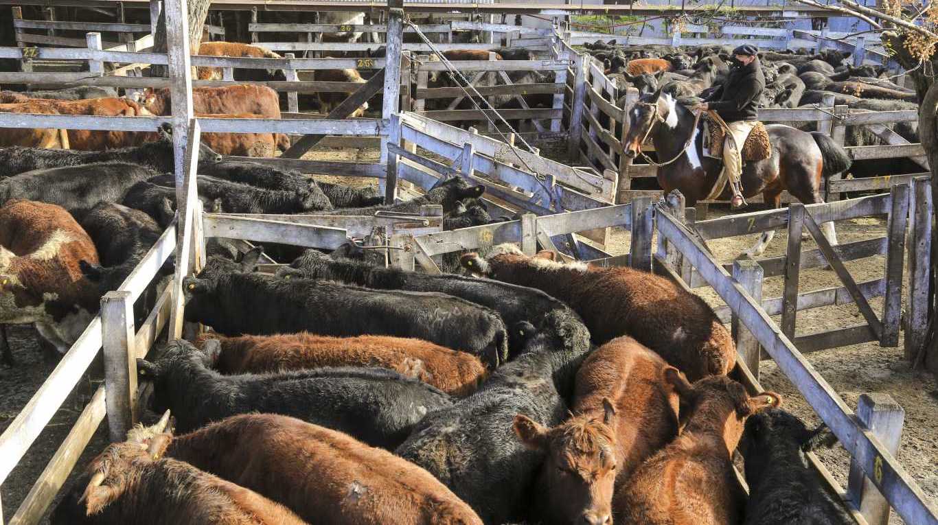 El Gobierno finalmente decidió liberar las exportaciones de vacas de conserva y manufactura. Habilitarán 140 ejemplares hasta fin de año. (Foto: Daniel Vides/NA).
