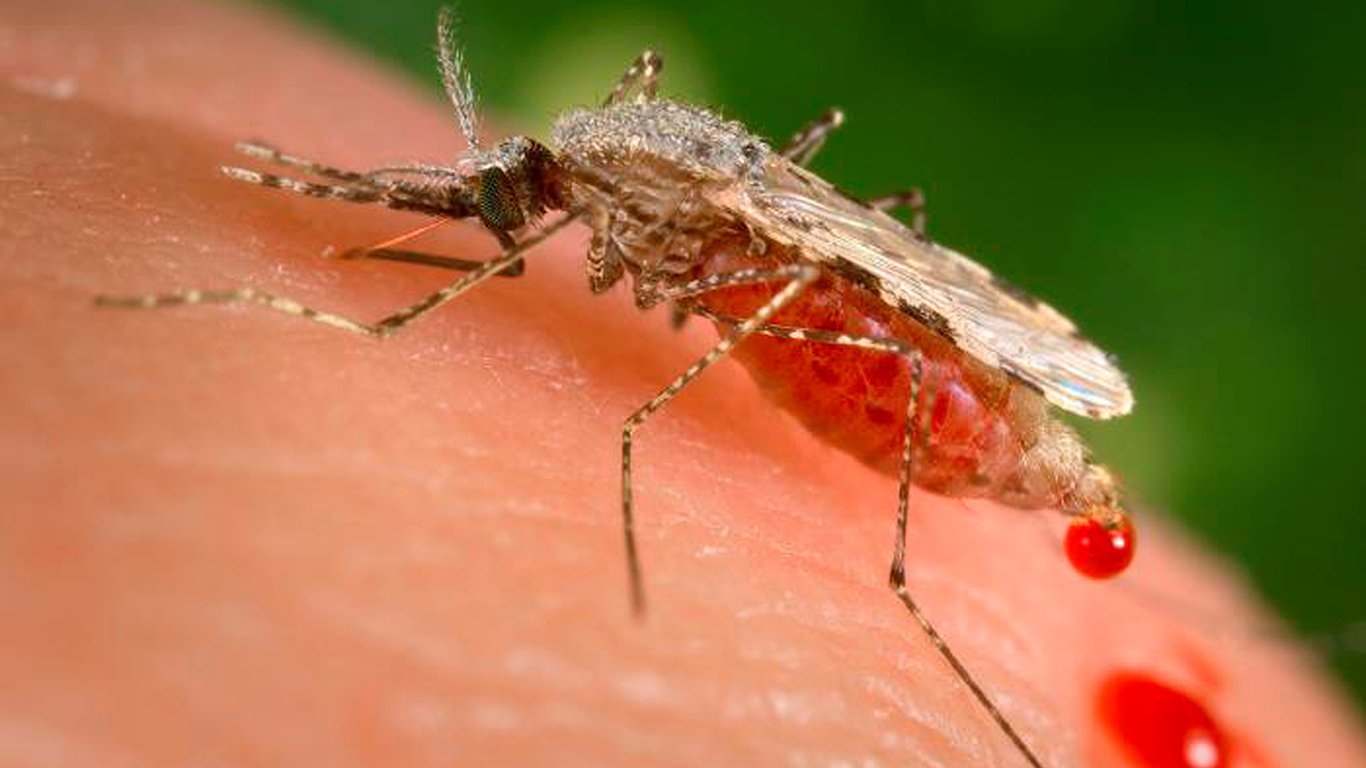El mosquito del género Anopheles, vector de la malaria (Foto: AP)