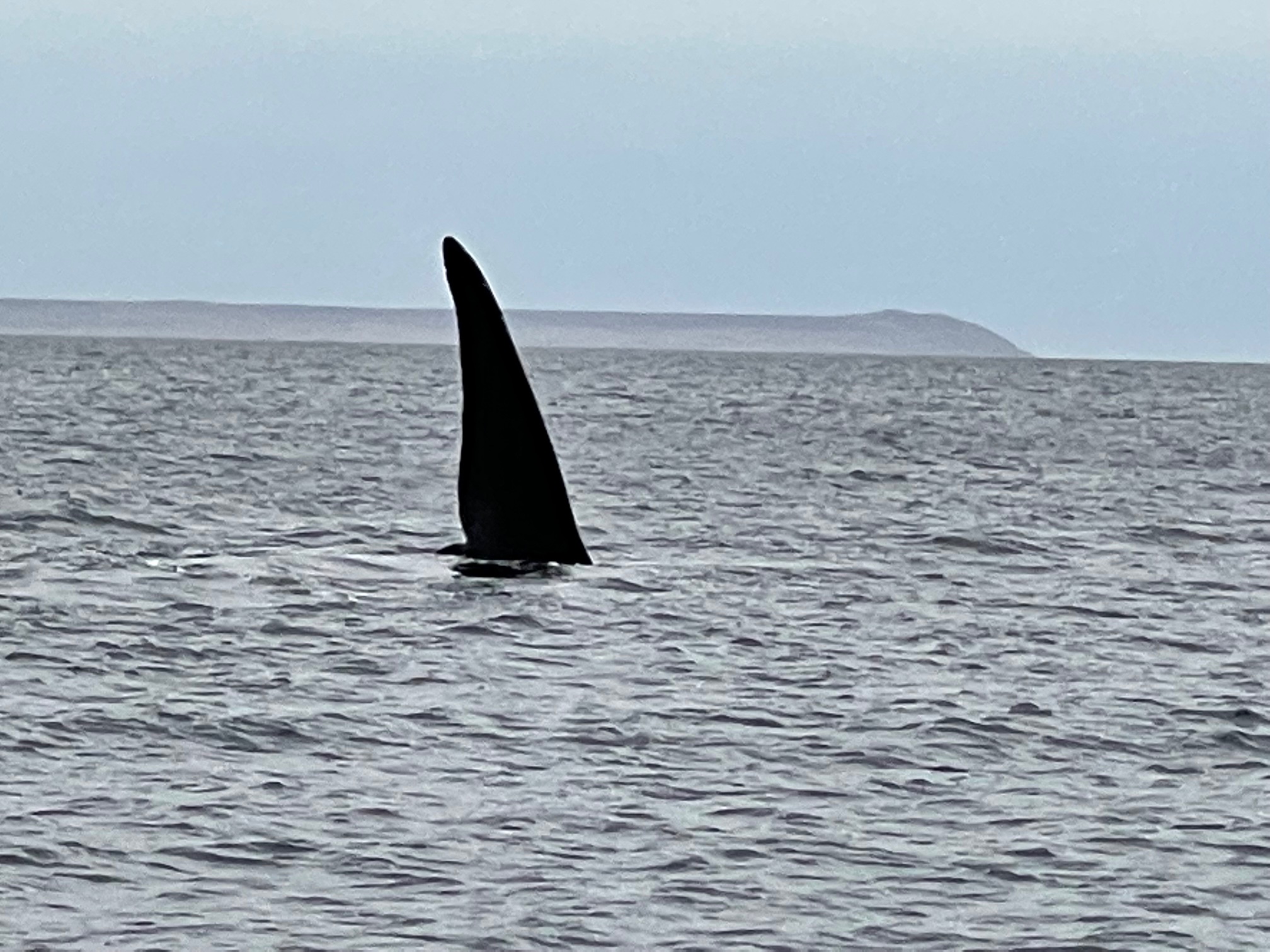 Es temporada de ballenas y pueden verse desde la playa. (Foto: Tn.com.ar)
