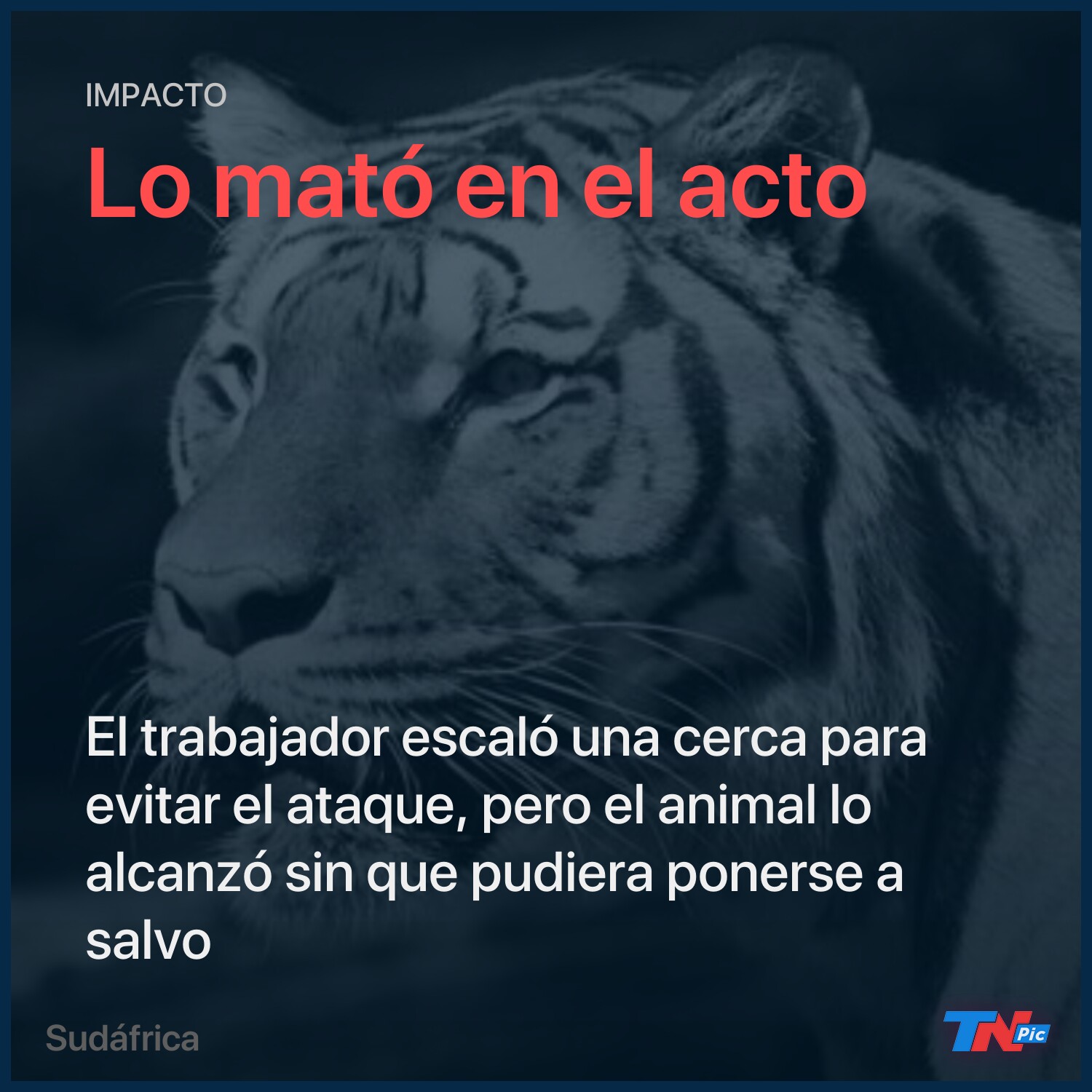 Un tigre de bengala enloqueció, saltó la reja de su jaula y mató a su  cuidador y a otro animal | TN