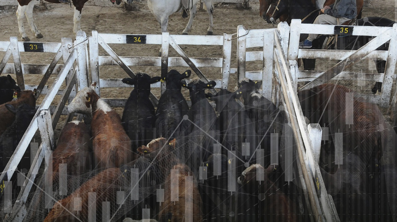 Este jueves ingresaron sólo 1167 bovinos al Mercado de Liniers, para un remate especial que registró buenos precios, en base a la calidad de la hacienda presentada. Foto: Adobe Stock.